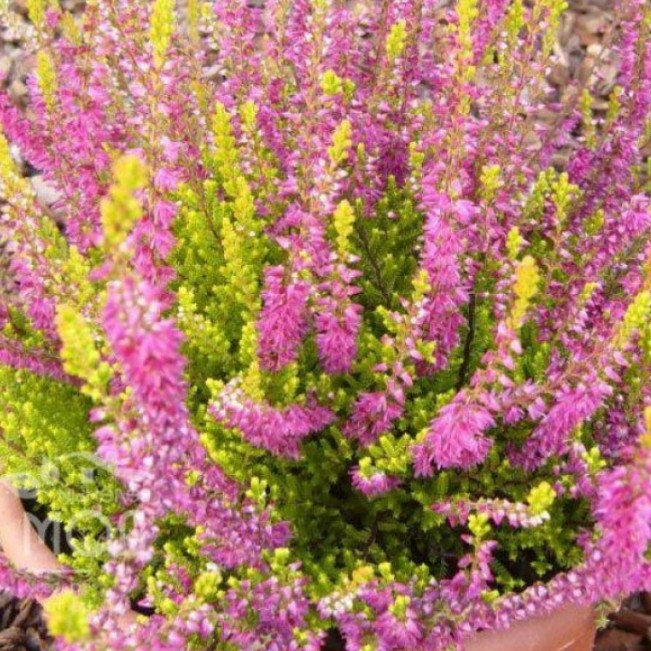 Вереск Кон Брио фото