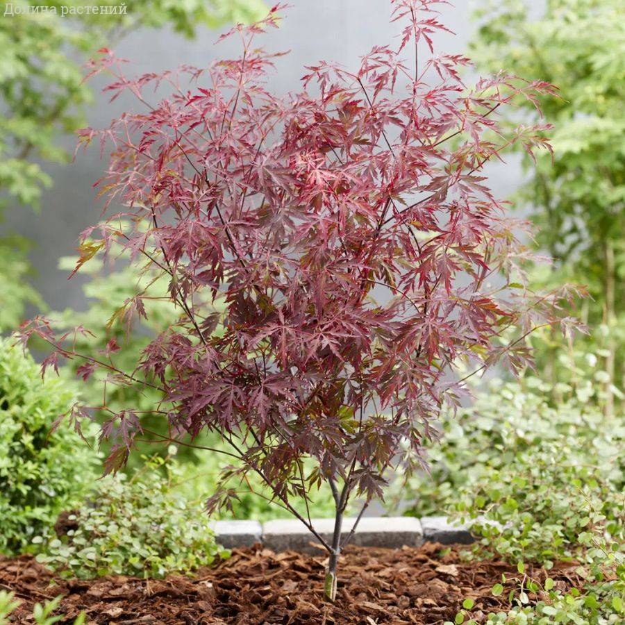 Клен пальмолистный Роял Гарнет - Dolinasad.by