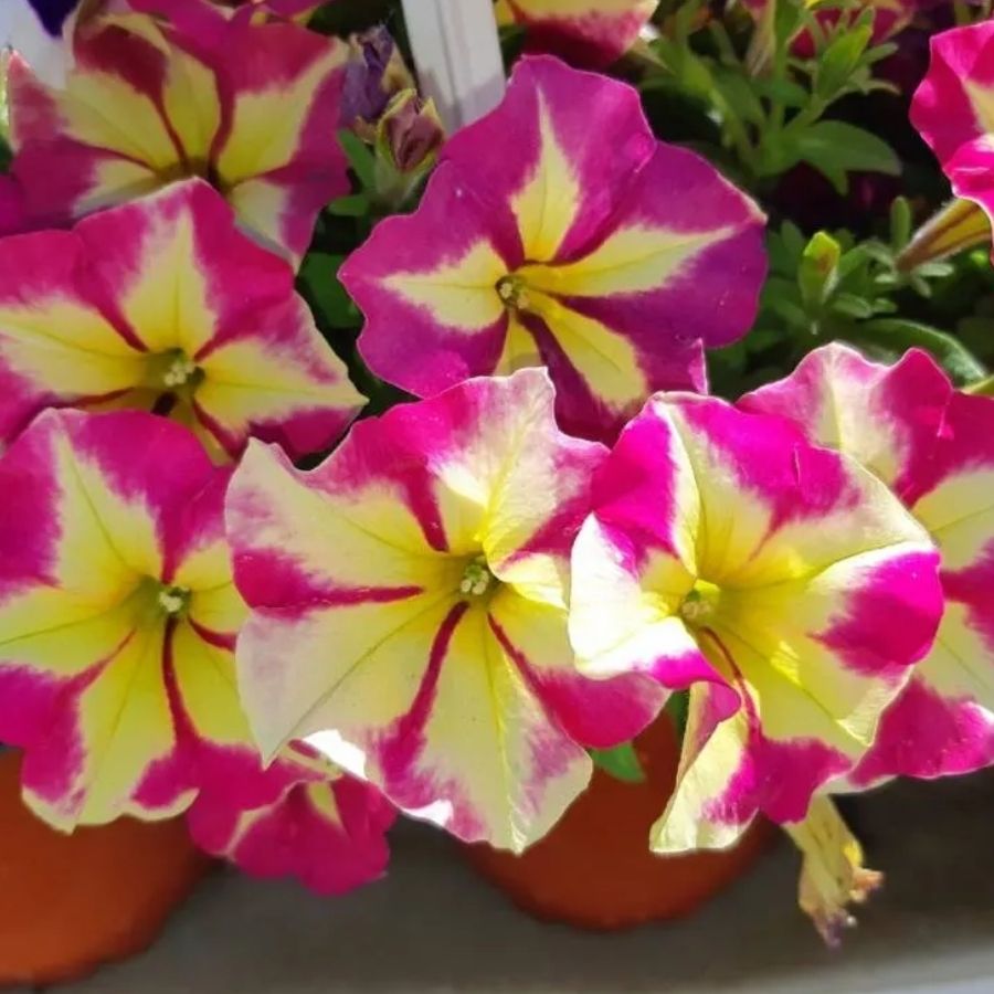 Петуния Крейзитаня Пинк Фламинго - Dolinasad.by