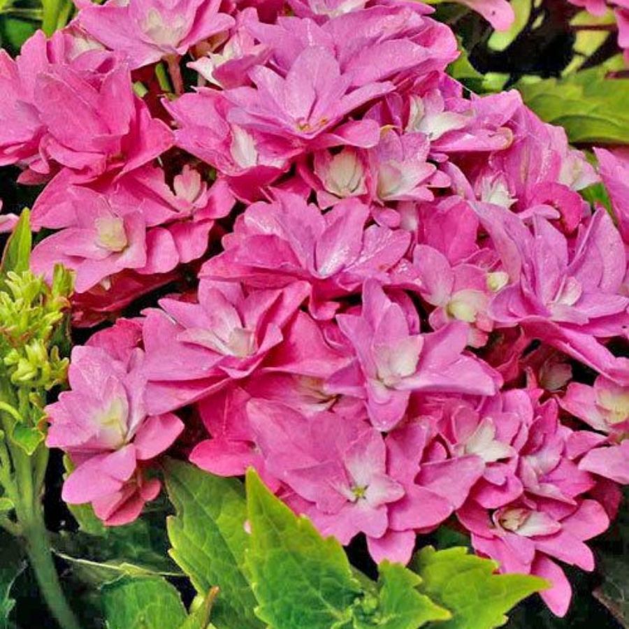 Гортензия крупнолистная Мэджикал Фарфалла, С2 - Dolinasad.by