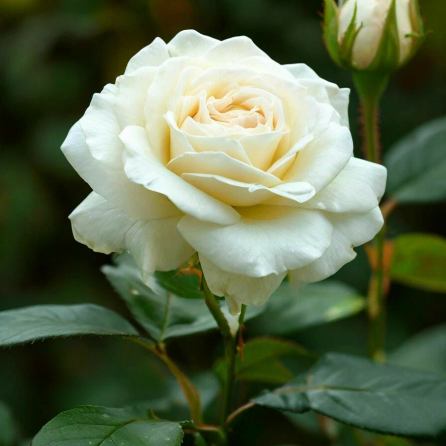 Роза Белый Медведь (аромат) - Dolinasad.by