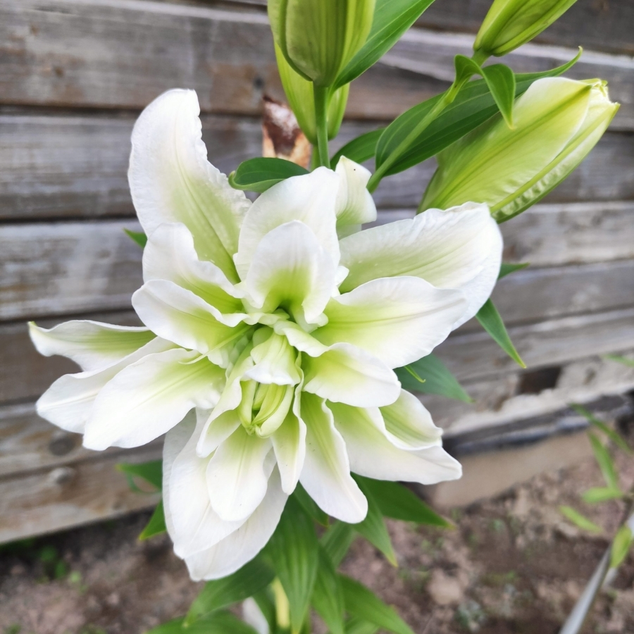 Лилия Роузлили Джоэлла Лилия Роузлили Джоэлла - Dolinasad.by