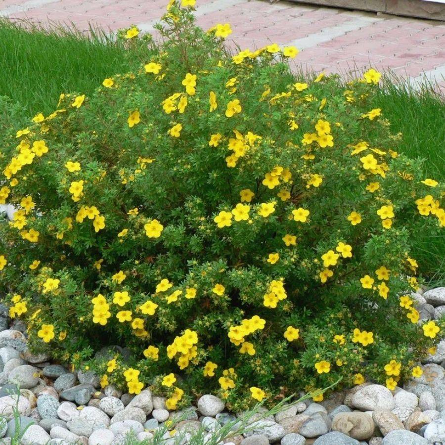 Лапчатка Аннет, С3 - Dolinasad.by