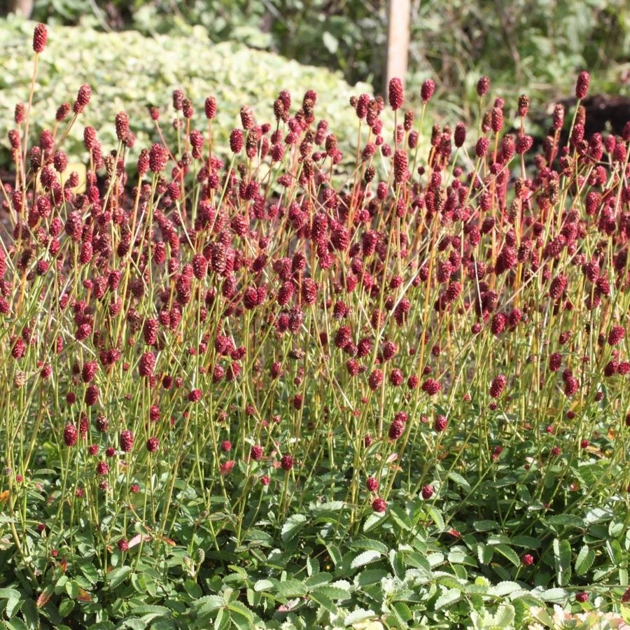 Кровохлебка лекарственная - Dolinasad.by