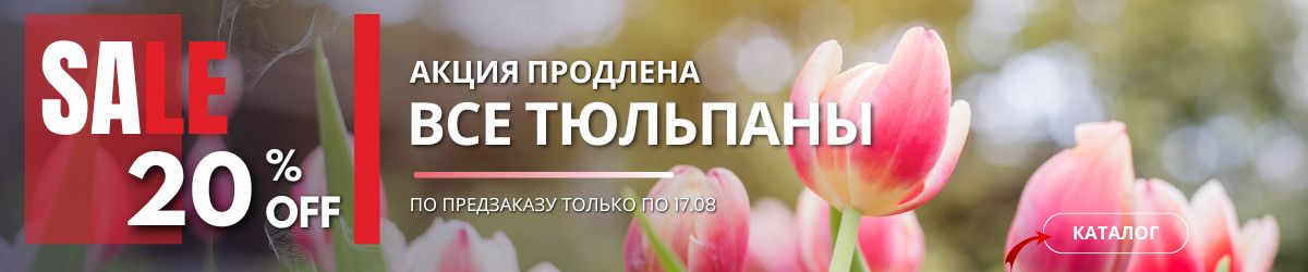 АКЦИЯ НА ТЮЛЬПАНЫ 20