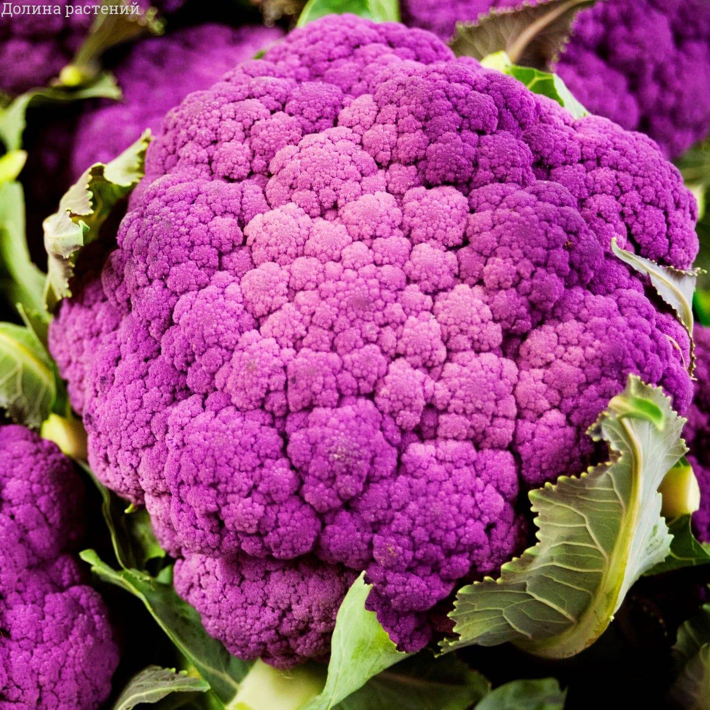 Капуста цветная Пурпурная – купить семена рассады в интернете