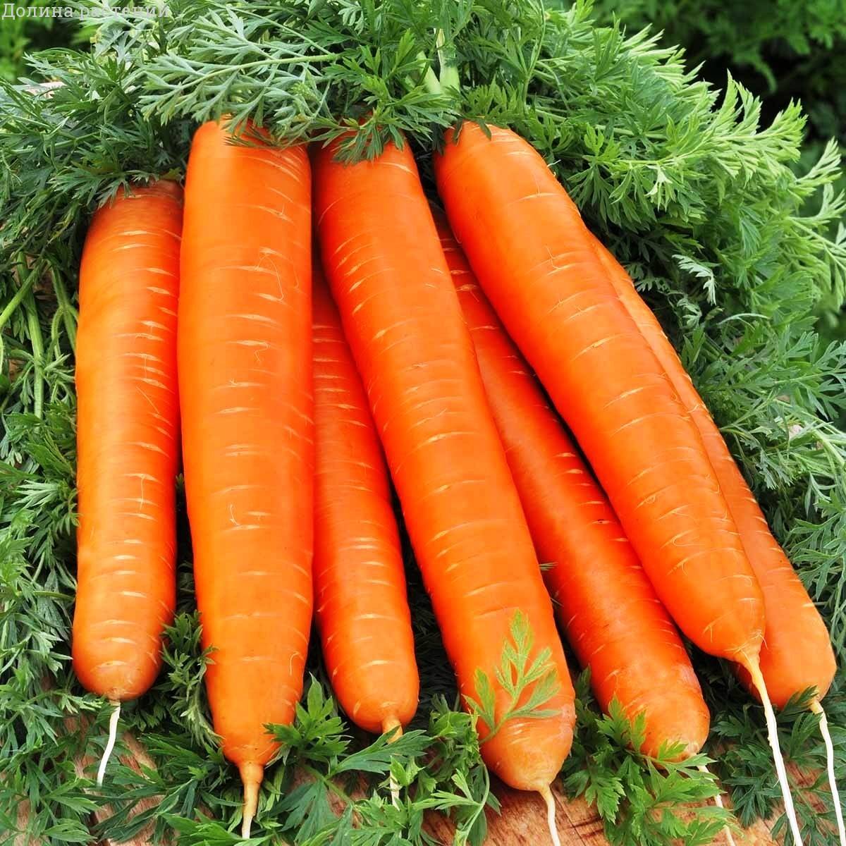 Морковь Лосиноостровская фото