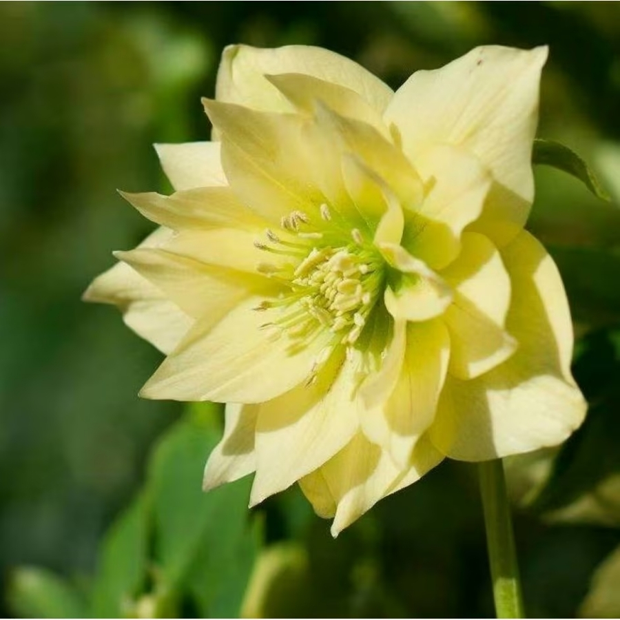 Морозник Дубль Еллоу - Dolinasad.by