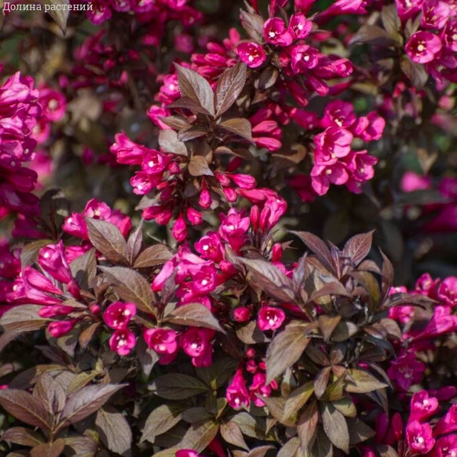 Вейгела цветущая Блэк Руби - Dolinasad.by