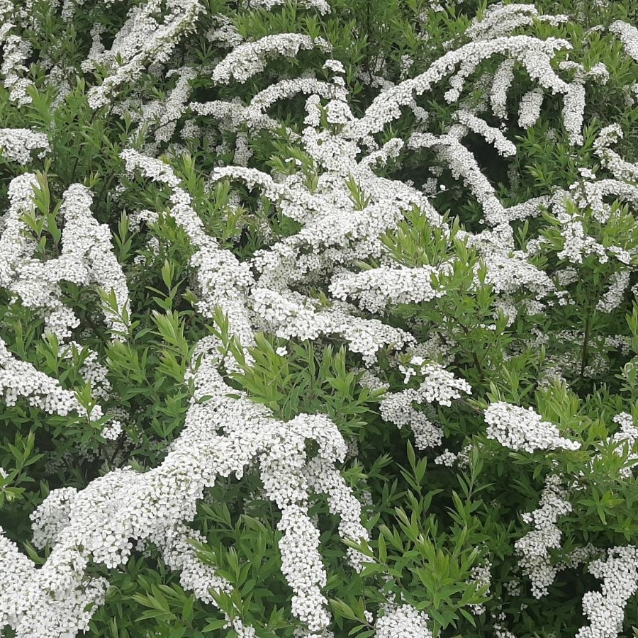 Спирея Аргута, С3 Спирея Аргута, С3 - Dolinasad.by