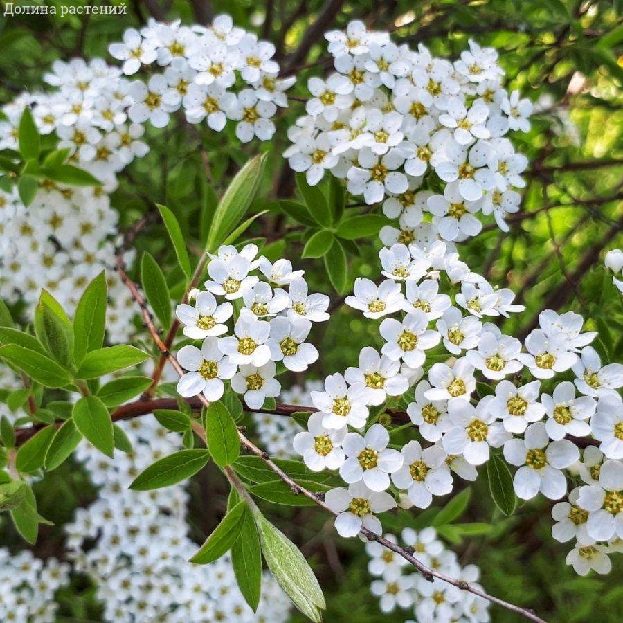 Спирея стелющаяся, С3 - Dolinasad.by