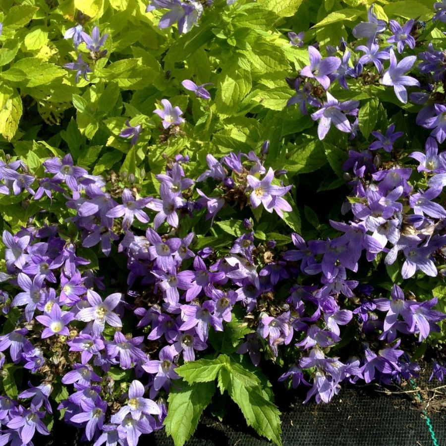 Колокольчик молочноцветковый Пуфф - Dolinasad.by