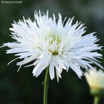 Нивяник крупный Санте - Dolinasad.by