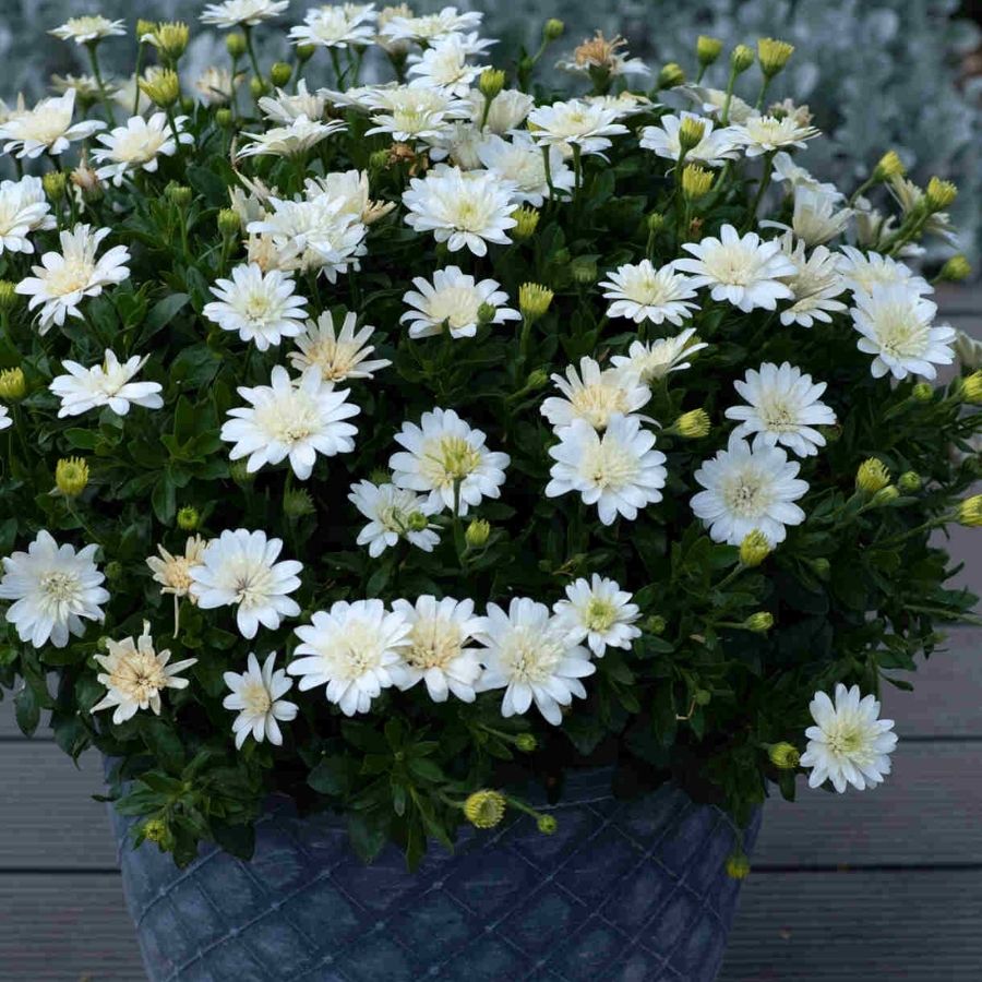 Остеоспермум 3Д Нанук - Dolinasad.by