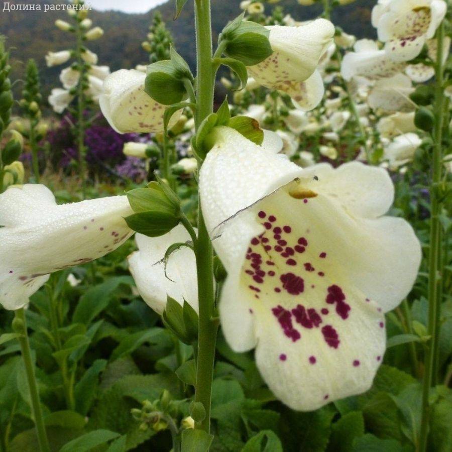 Наперстянка пурпурная Виртуоза Вайт - Dolinasad.by