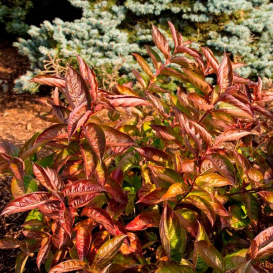 Вейгела цветущая Вингс оф Файер, С3 - Dolinasad.by