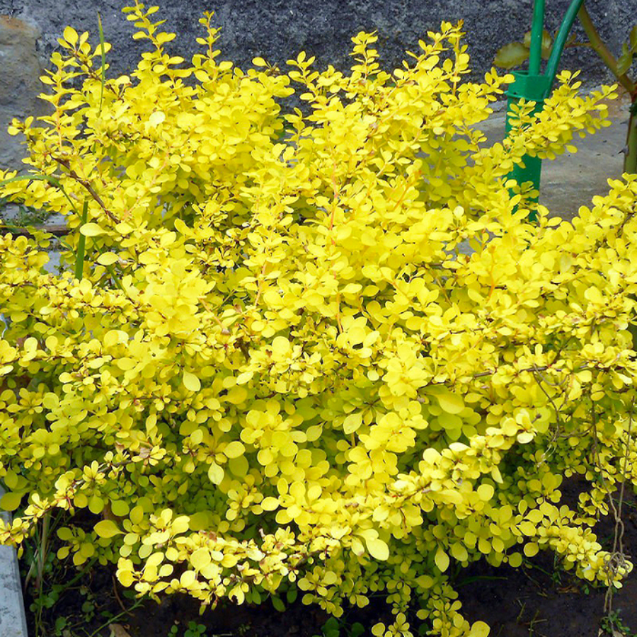 Барбарис Тунберга Ауреа, С7,5 - Dolinasad.by