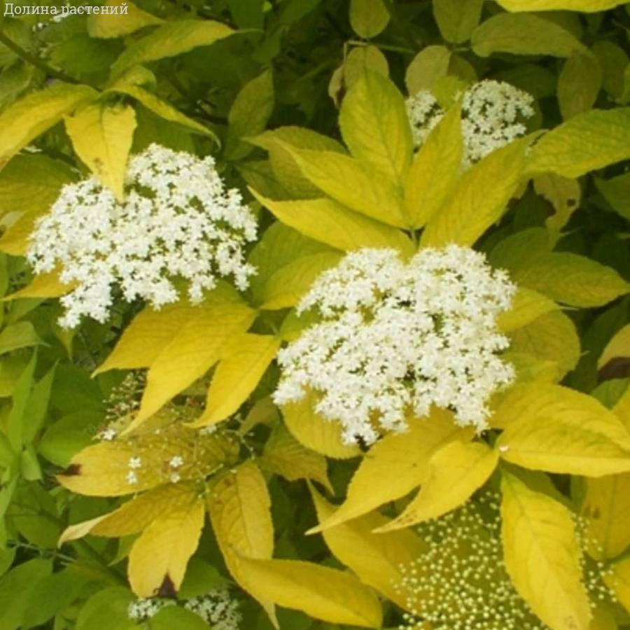 Бузина чёрная Ауреа, С3 - Dolinasad.by