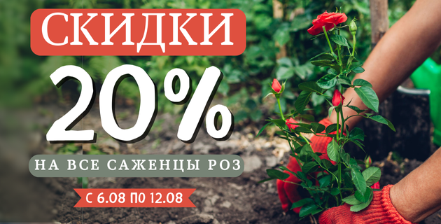 АКЦИЯ НА ВСЕ САЖЕНЦЫ РОЗ -20% ЗАВЕРШЕНА