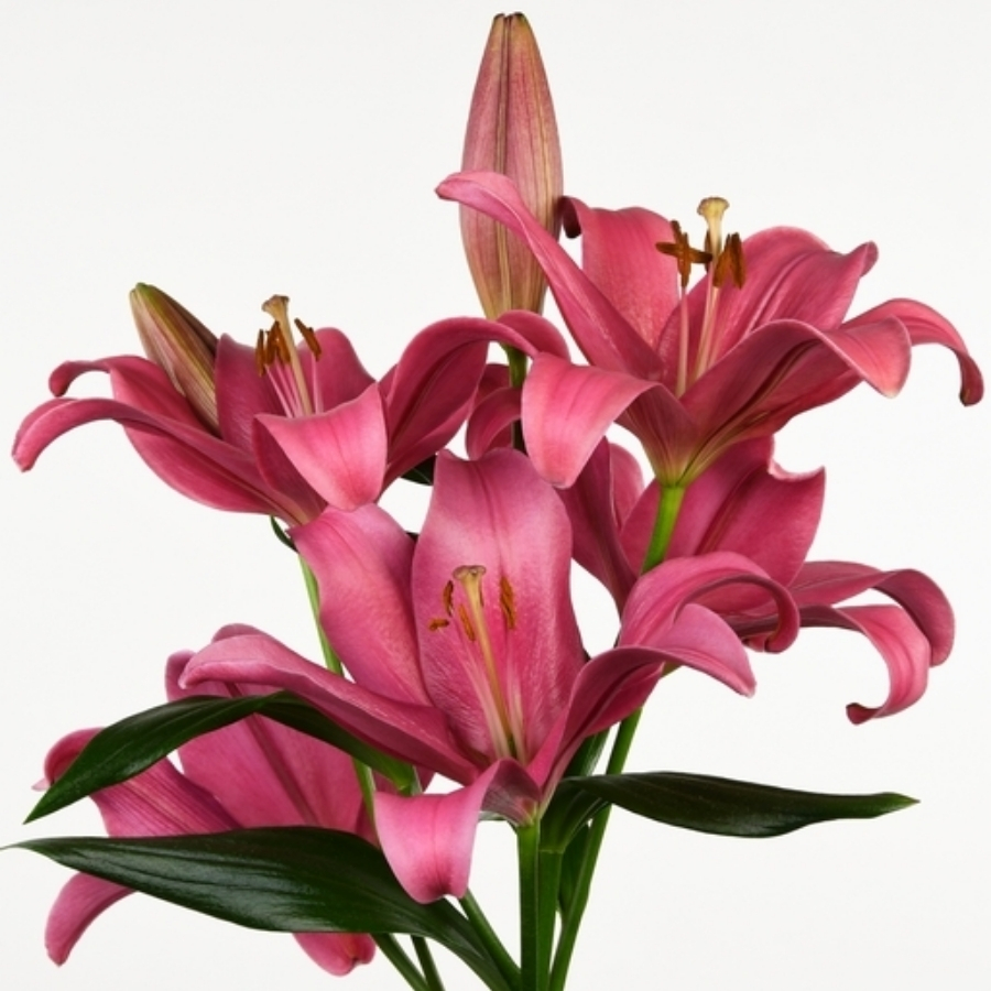 Лилия Индиан Саммерсет - Dolinasad.by