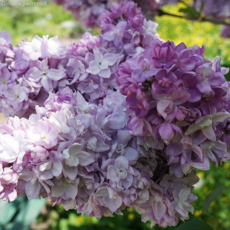 Сирень  Катерина Хавемейер, С3 - Dolinasad.by