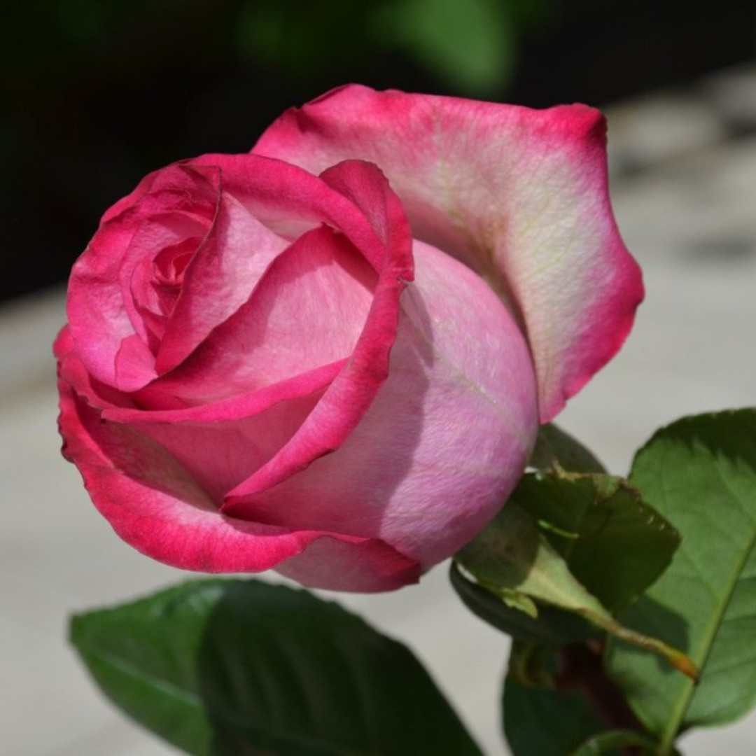 Роза Гранд Гала розовый - Dolinasad.by