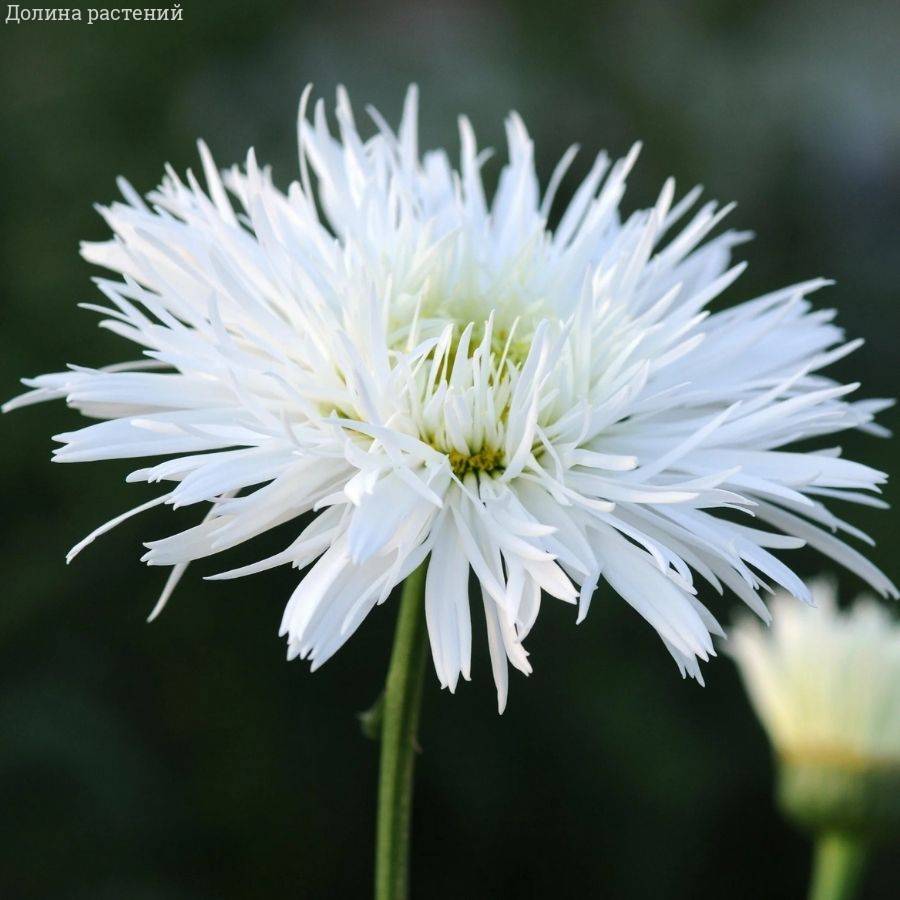 Нивяник крупный Санте - Dolinasad.by