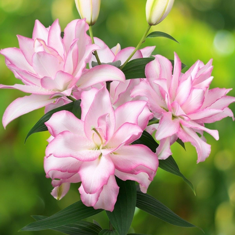 Лилия Роузлили Аннушка Лилия Роузлили Аннушка - Dolinasad.by