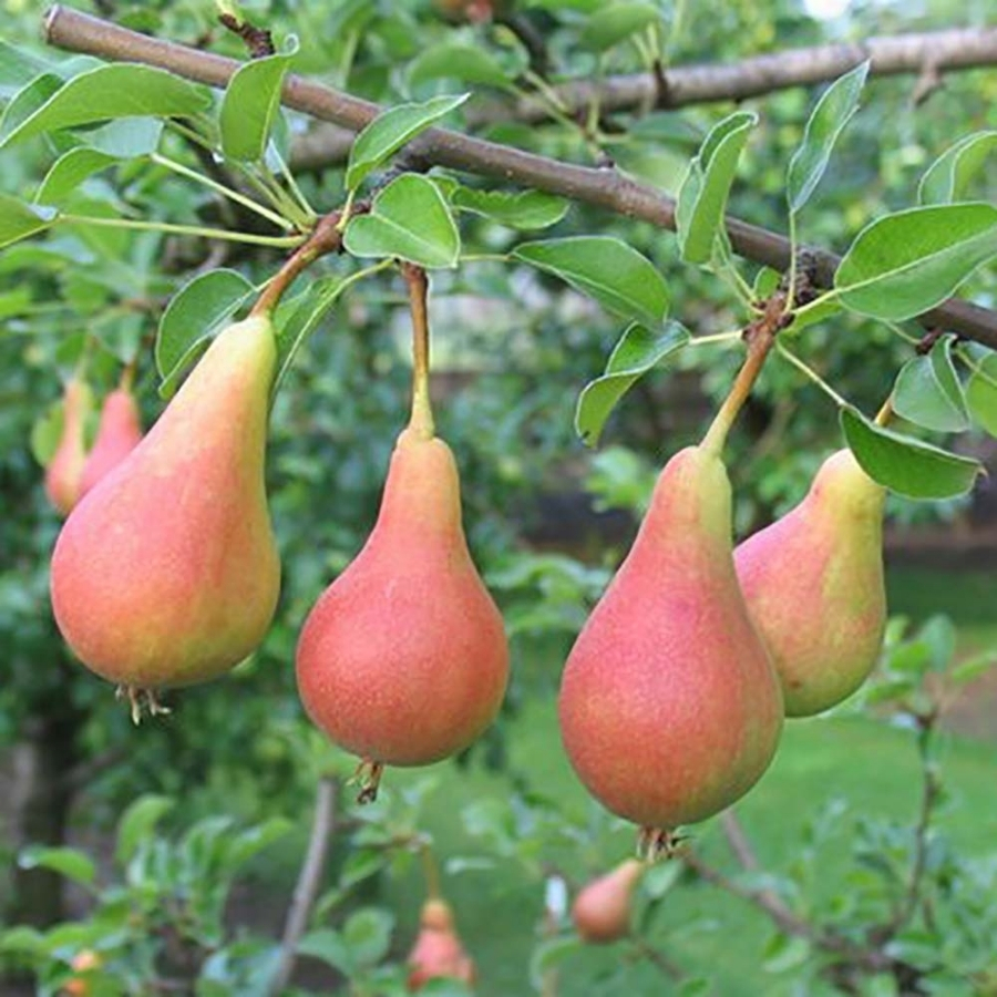 Груша Июньская Красавица - Dolinasad.by
