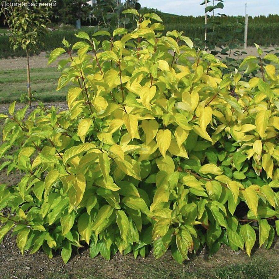 Дерен белый Неон Берст, С2 - Dolinasad.by