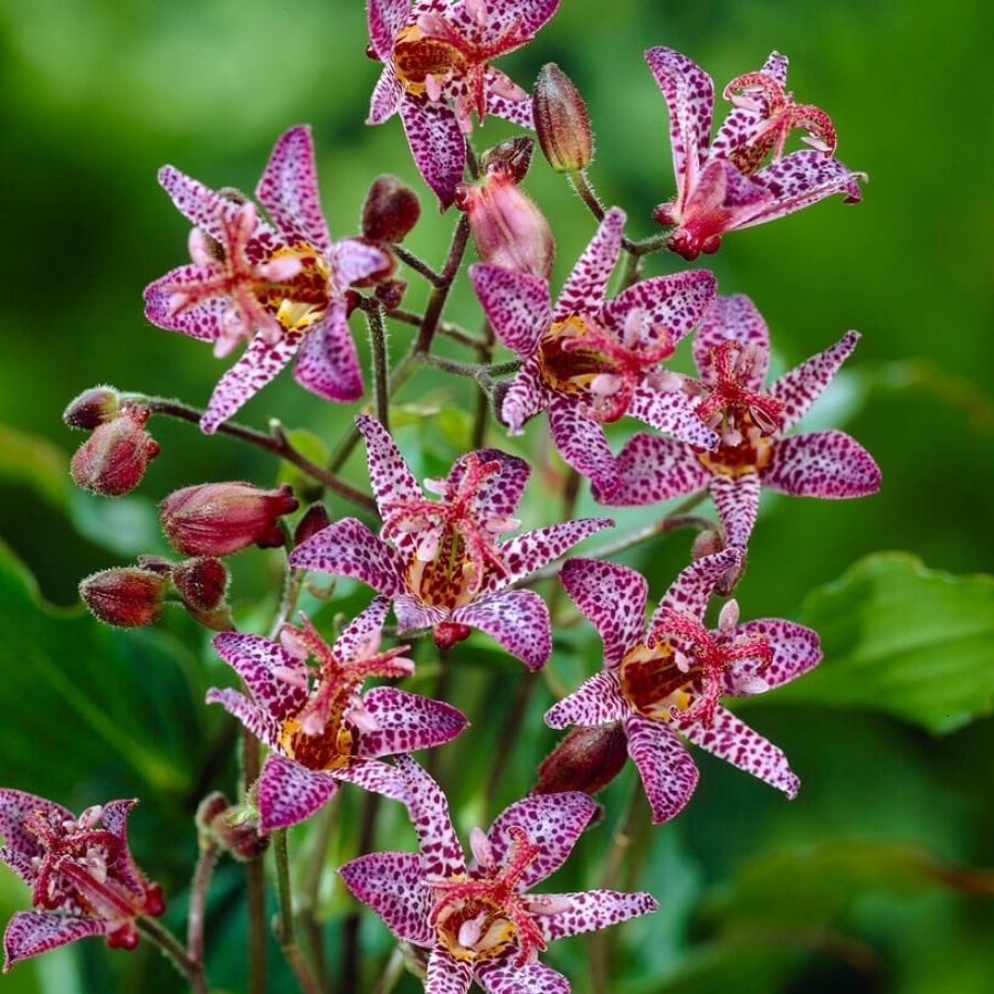 Трициртис формозский Дарк Бьюти - Dolinasad.by