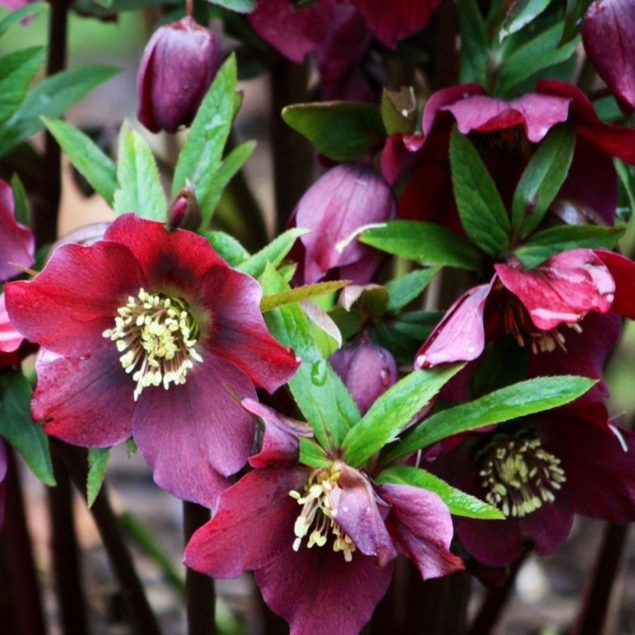 Морозник Ред Гибридс - Dolinasad.by