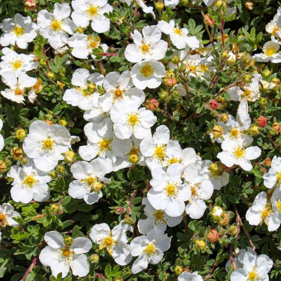 Лапчатка кустарниковая Aбботсвуд, С1,5 - Dolinasad.by