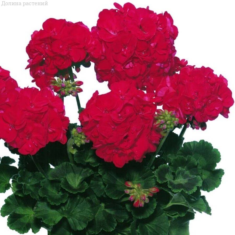 Пеларгония зональная Класик Диаболо - Dolinasad.by