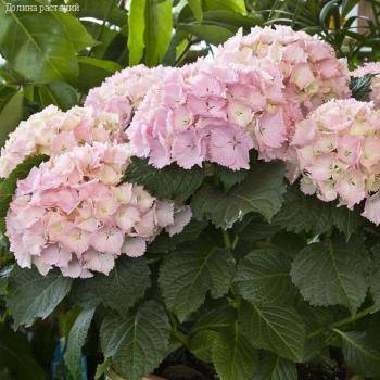 гортензия крупнолистная Мадам Эмиль Мулье, С2 - Dolinasad.by