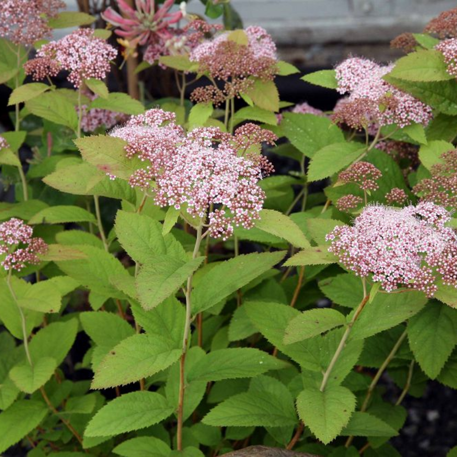 Спирея Фришиана Пинк Парасолс, С2 - Dolinasad.by