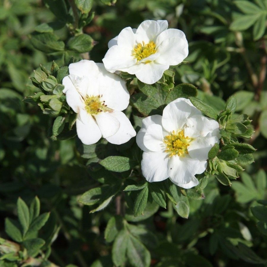 Лапчатка Крем Брюле, С1,5 - Dolinasad.by