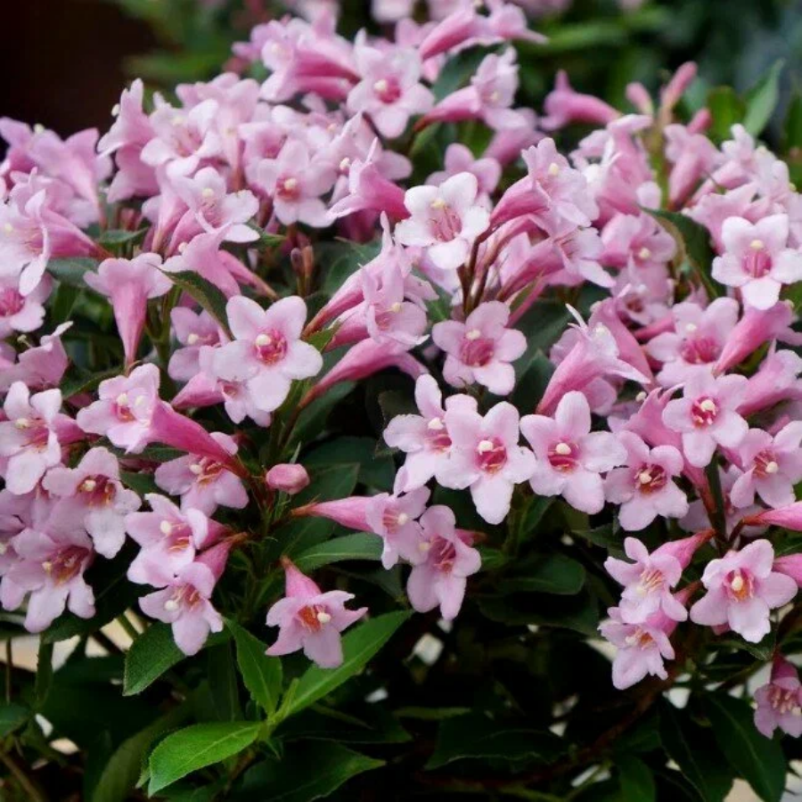 Вейгела цветущая Пинк Поппет, С3 - Dolinasad.by