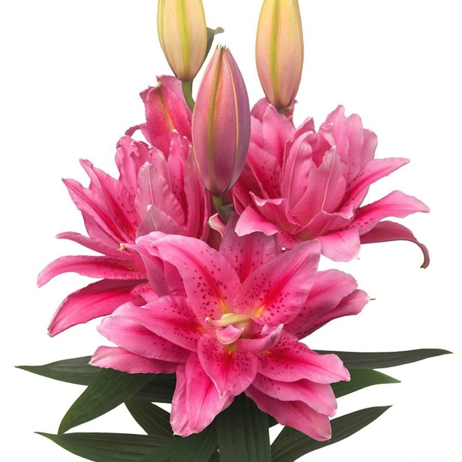 Лилия Роузлили Виола Лилия Роузлили Виола - Dolinasad.by