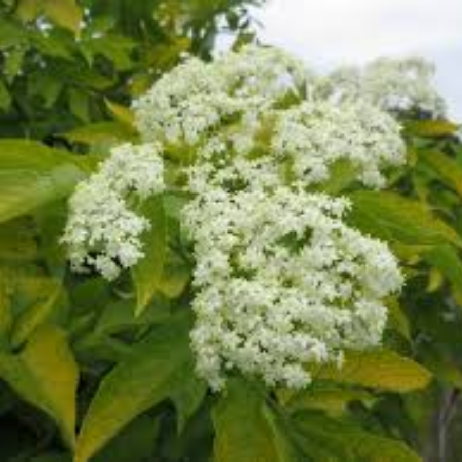 Бузина чёрная Ауреа, С3 - Dolinasad.by