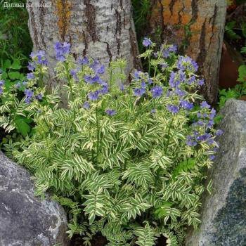 Синюха голубая Бриз Данжоу - Dolinasad.by