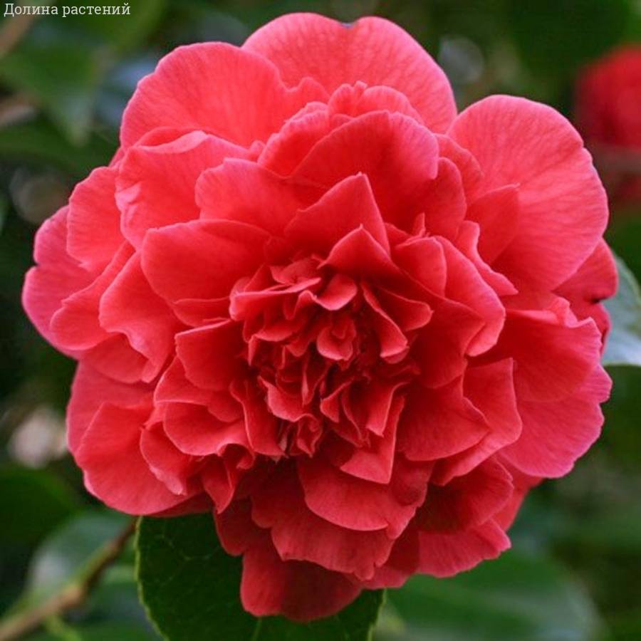 Камелия японская Крамерс Суприм - Dolinasad.by