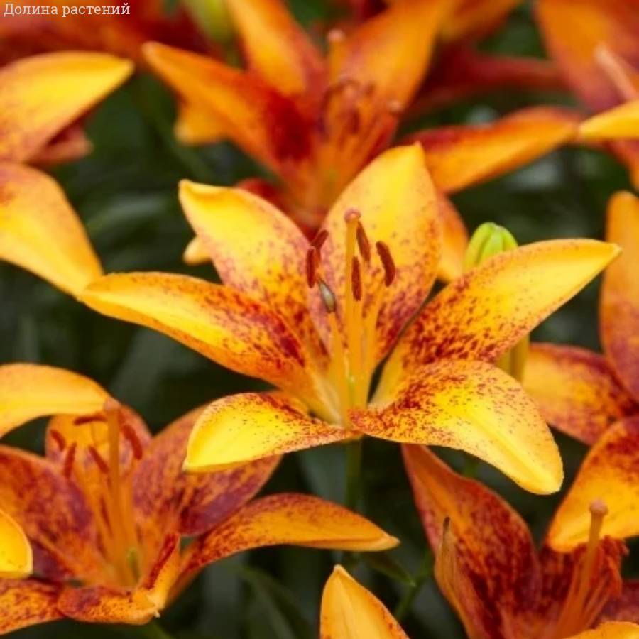 Лилия Сенсейшн Тини - Dolinasad.by