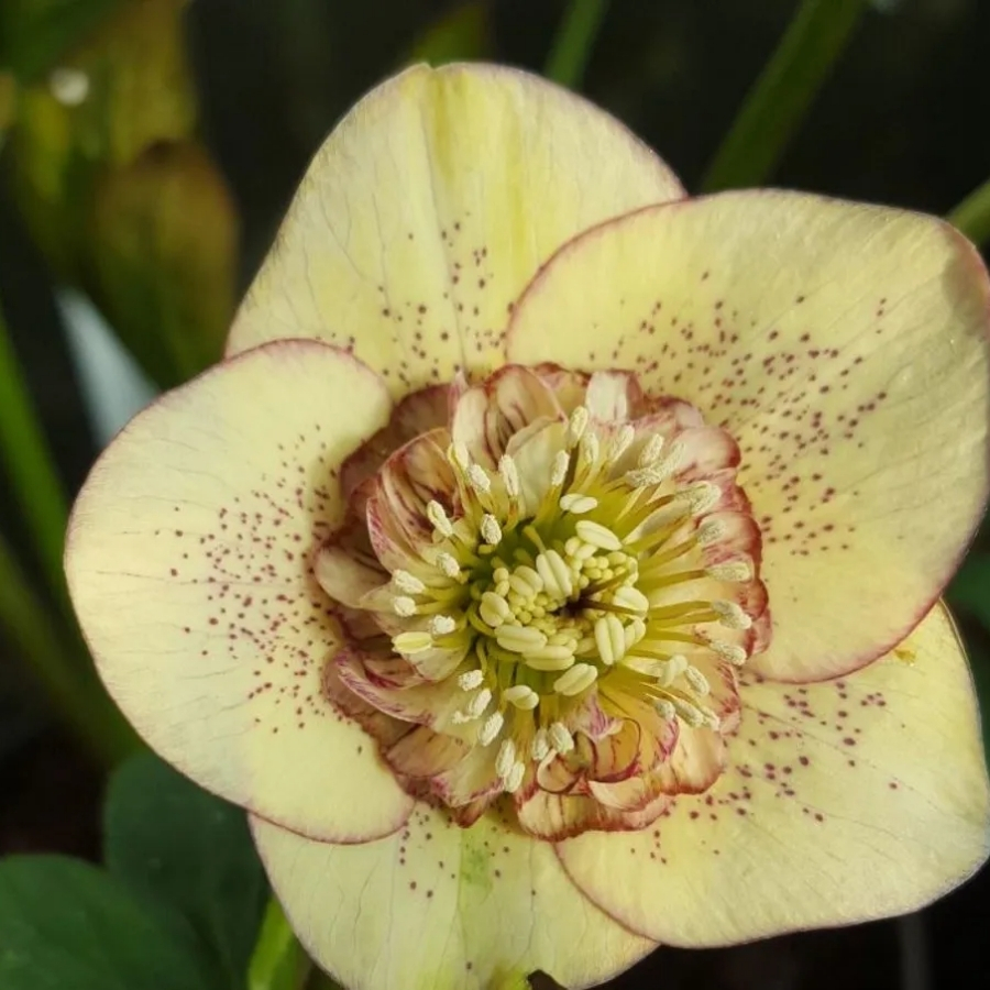 Морозник Еллоу Спот - Dolinasad.by