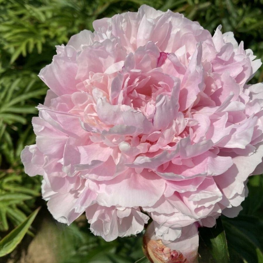 Пион Алис Хардинг - Dolinasad.by