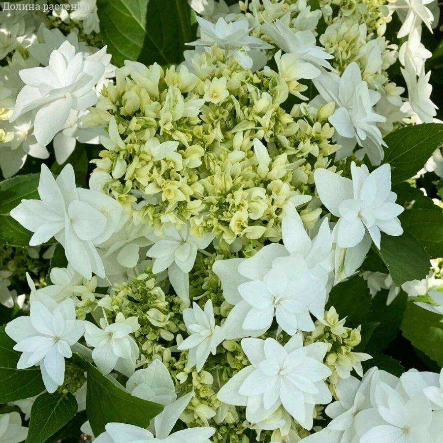 Гортензия крупнолистная Финия, С2 - Dolinasad.by