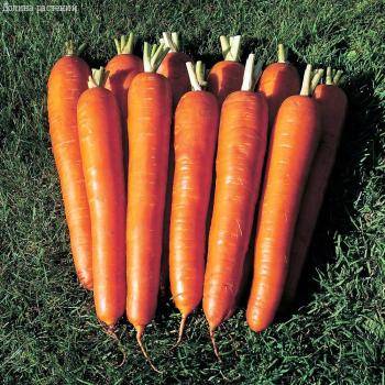 Морковь Император фото