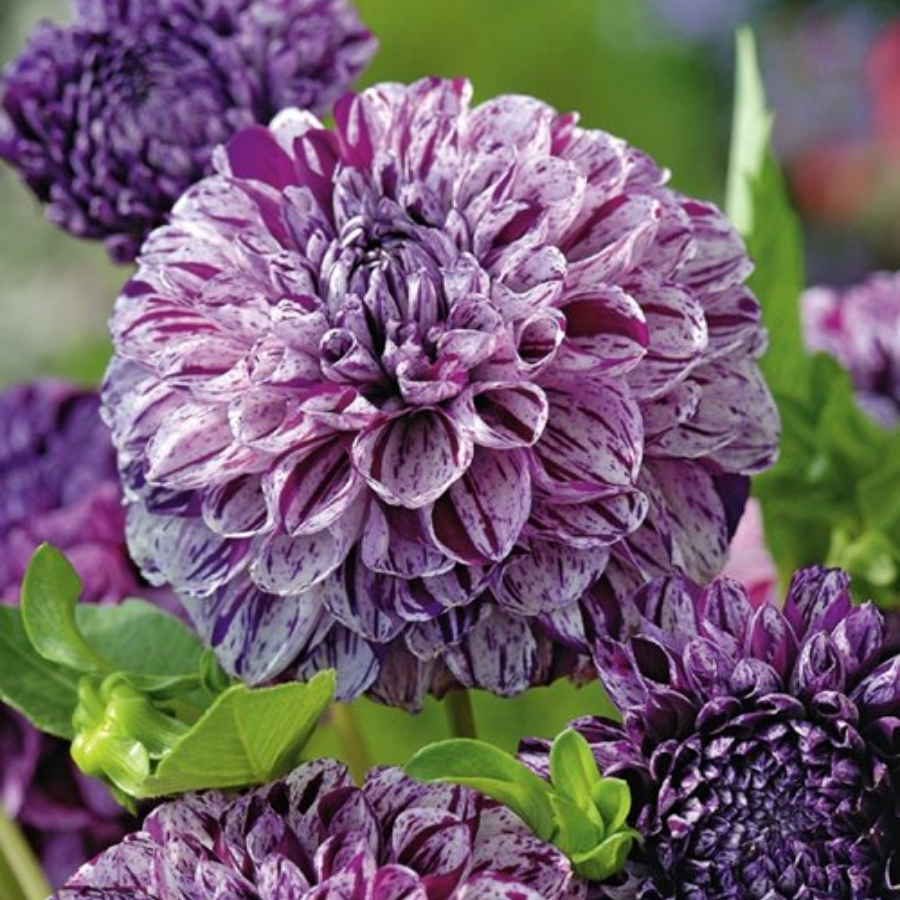 Георгина Марбл Балл - Dolinasad.by