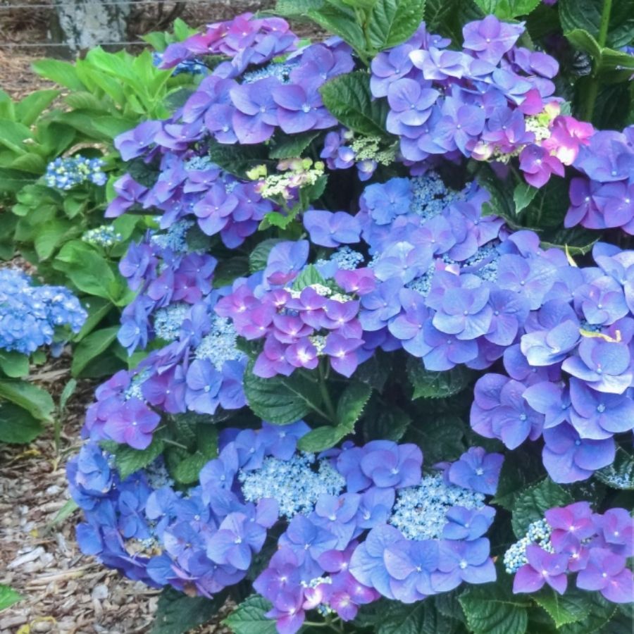 Гортензия крупнолистная Фазан, С2 - Dolinasad.by