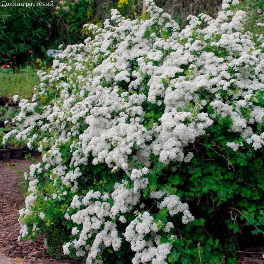 Спирея трехлопастная, С2 - Dolinasad.by